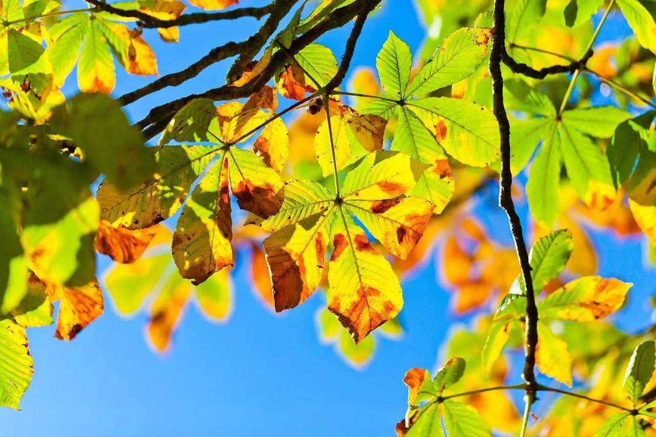 chestnut-tree-275921_1280