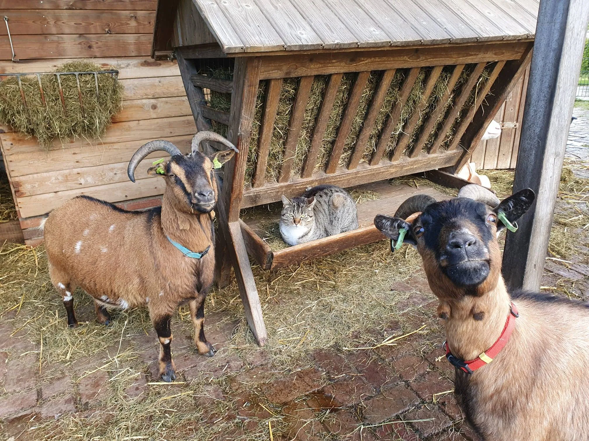 de Kraal Leidsche Rijn dierenweide