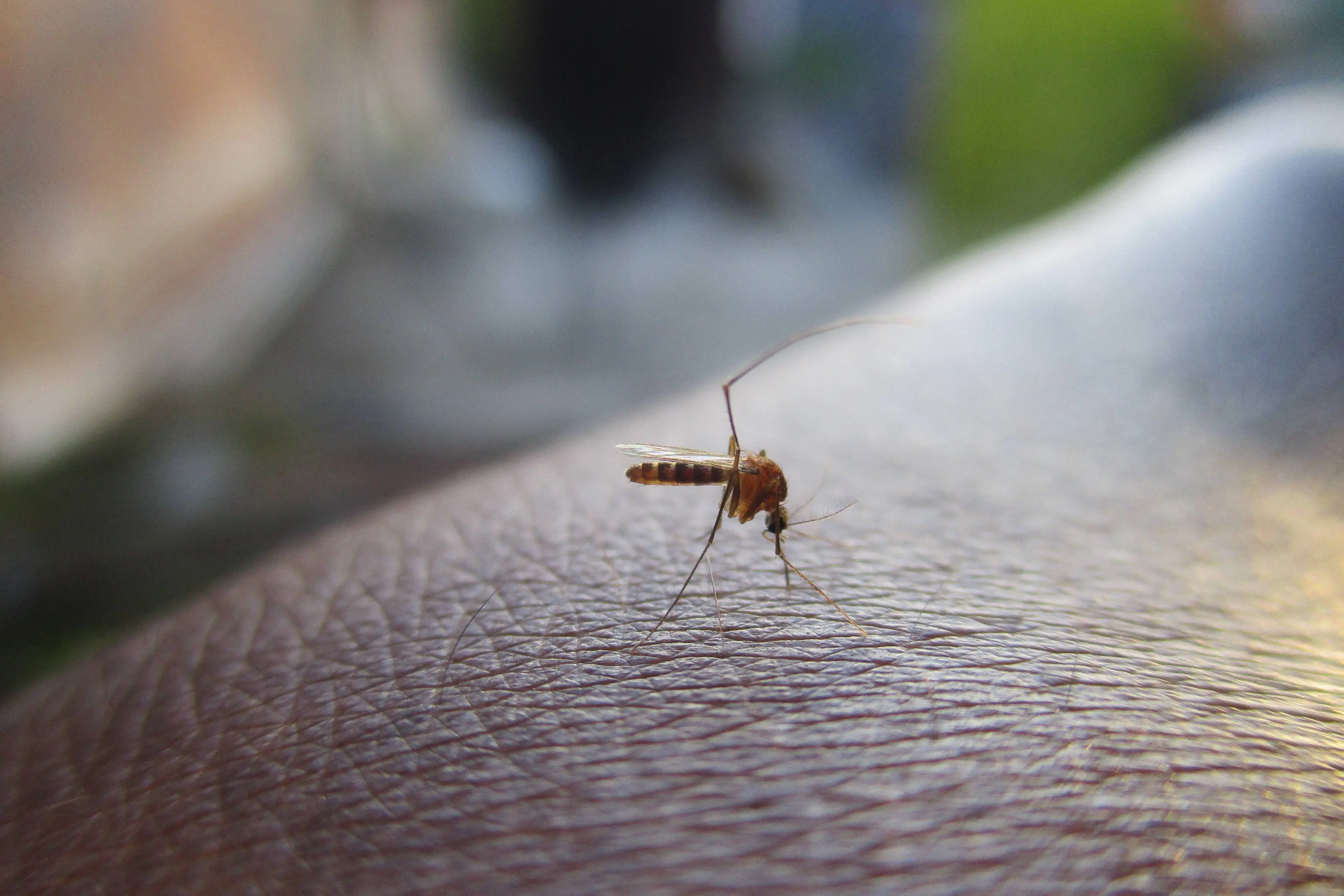 himasrafeek-mosquito-2566773