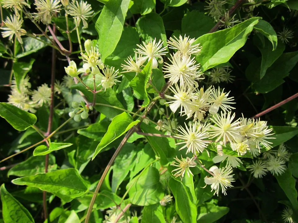 clematis vitalba