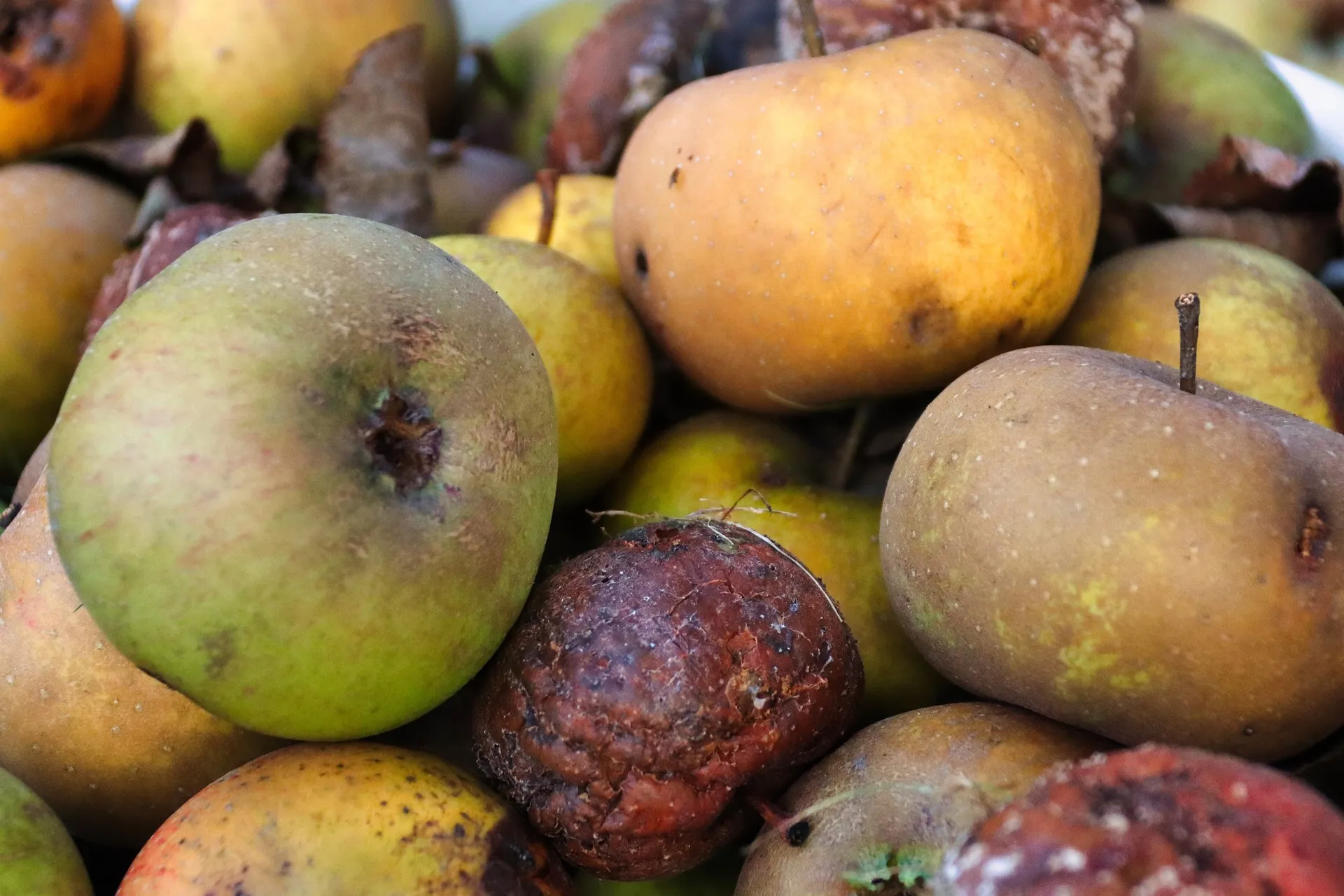 rotte appels voedselverspilling pixabay