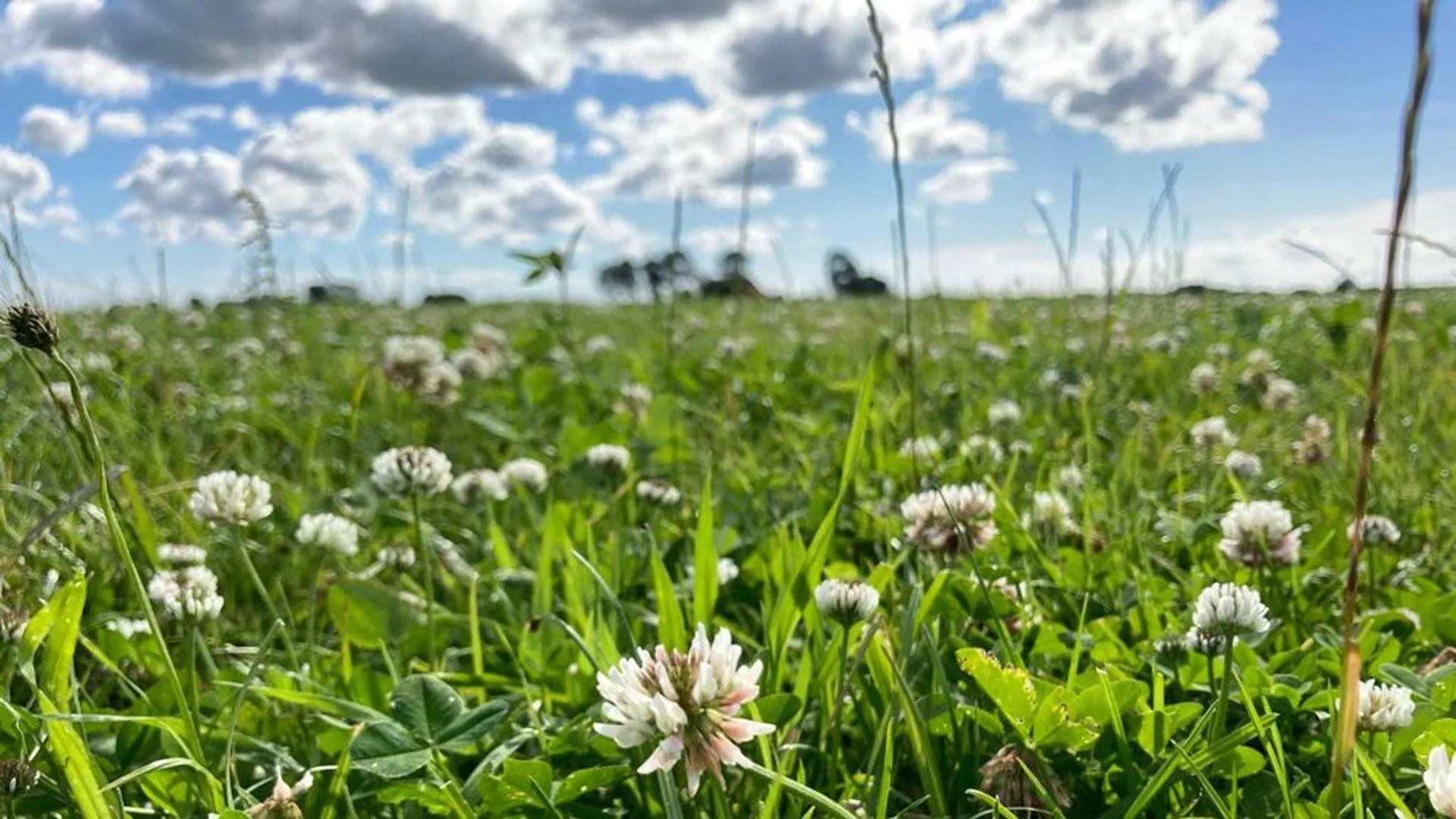 kruidenrijk grasland prov flevoland