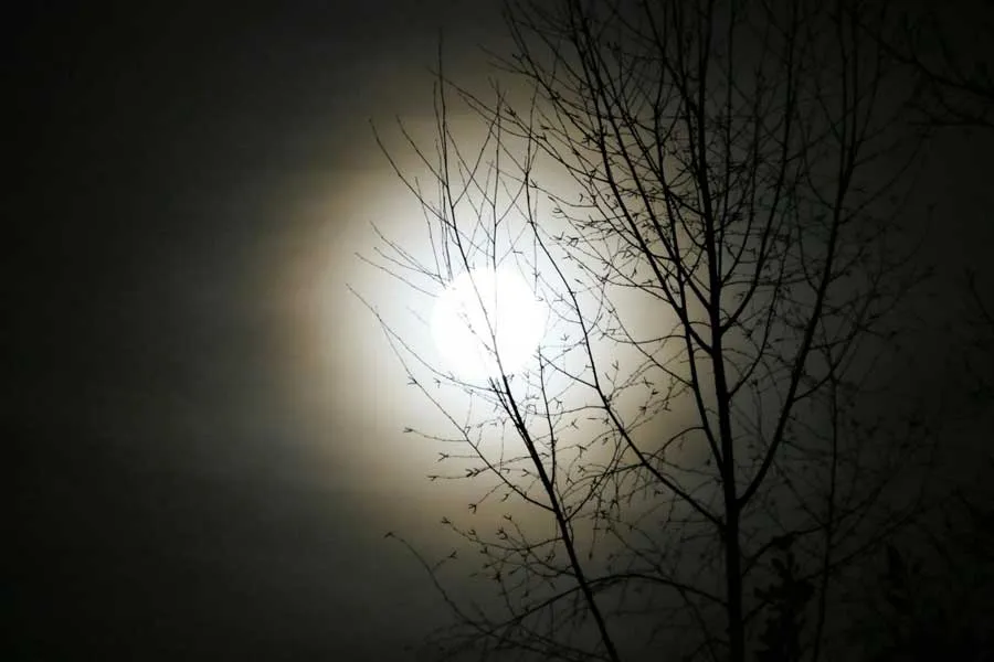 volle maan staatsbosbeheer