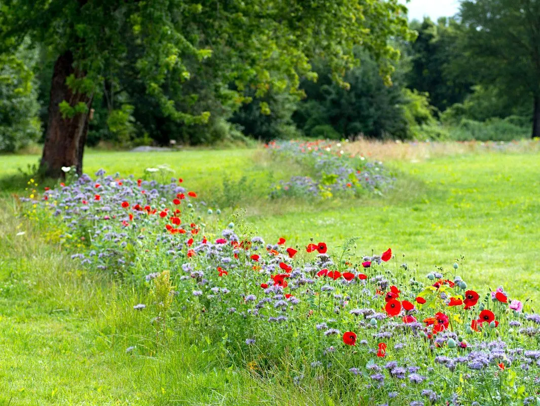 tiny forest vliegerpark gem almere