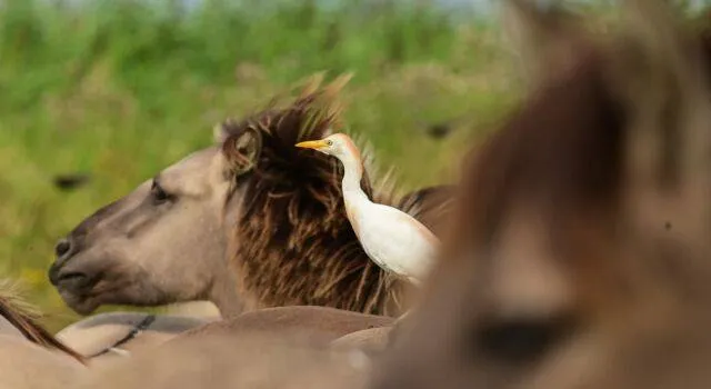 koereiger en konikpaard staatsbosbeheer