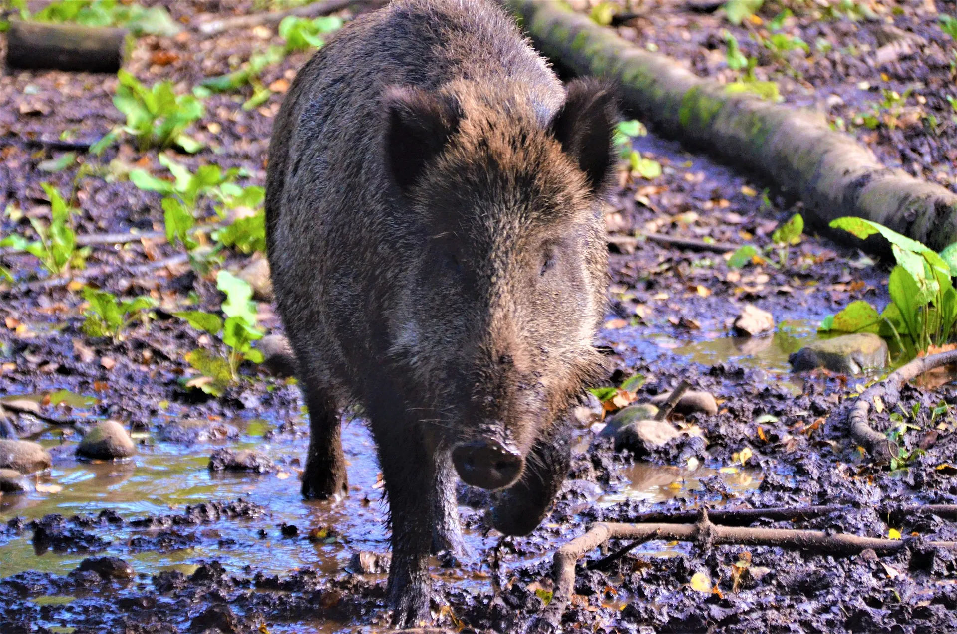 animal g57341f3b2 1920