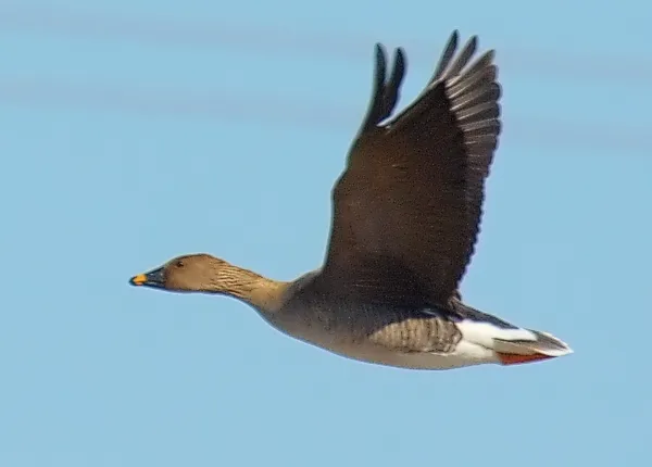 anser serrirostris falkenberg halland sweden
