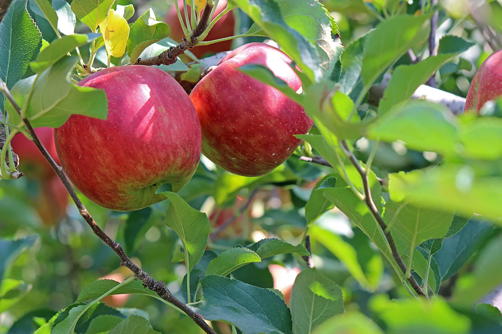 apple ga1ca7643b 1920