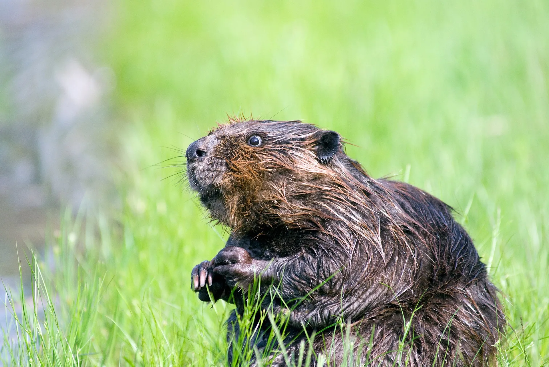 beaver 1448389 1920