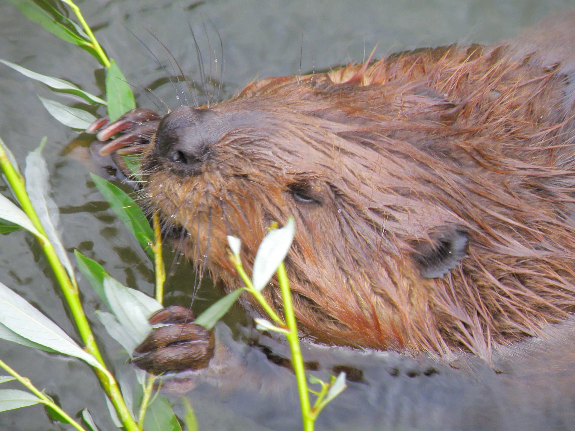 beaver 979851 1920