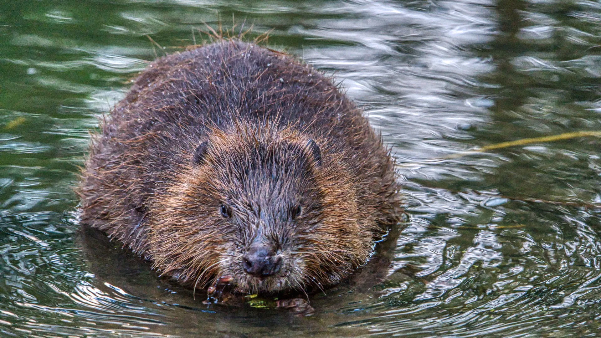 beaver g85c8e0aa1 1920