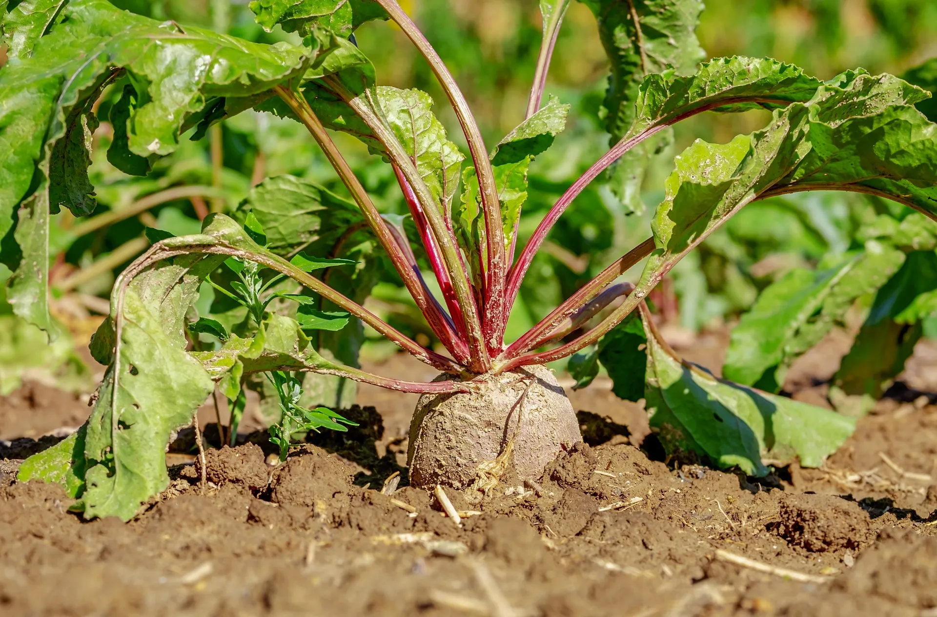 beetroot 3648330 1920
