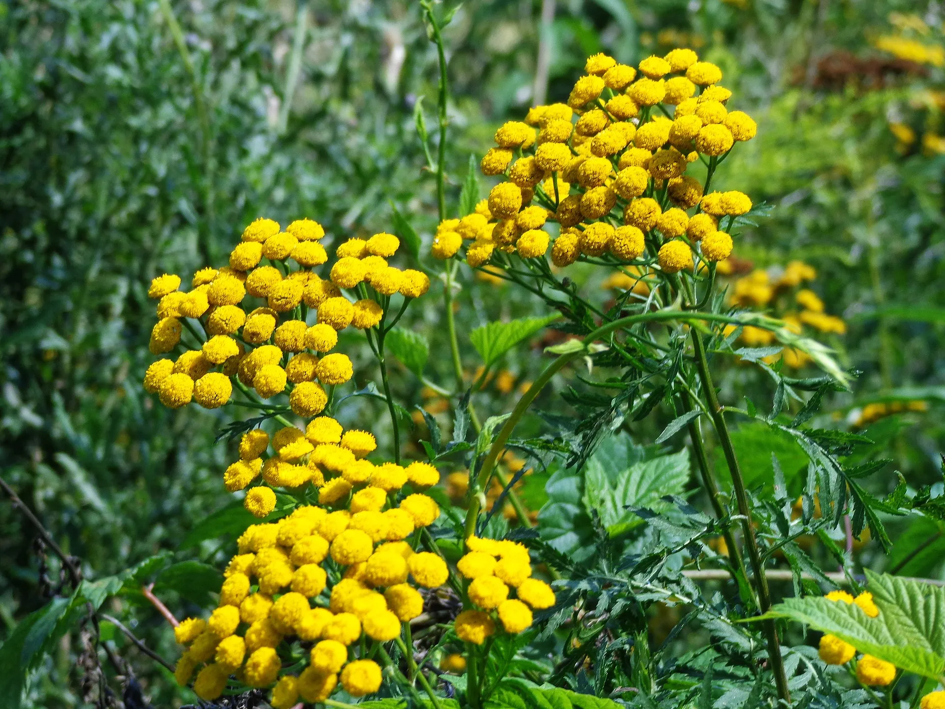 boerenwormkruid