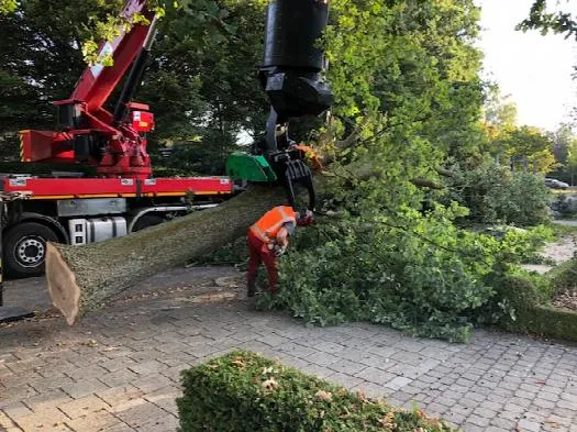 bomenkap haelen
