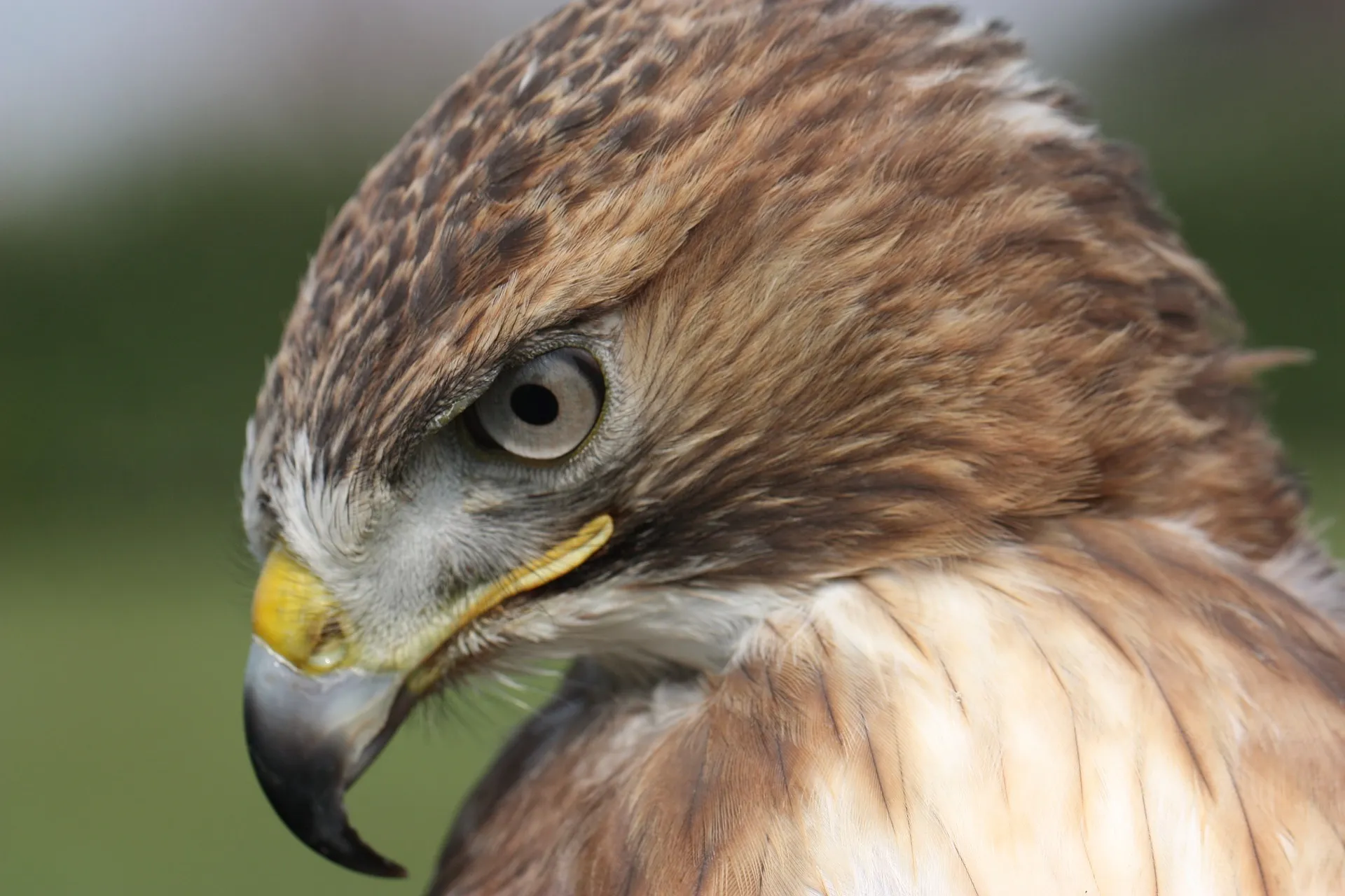 buzzard 2740340 1920