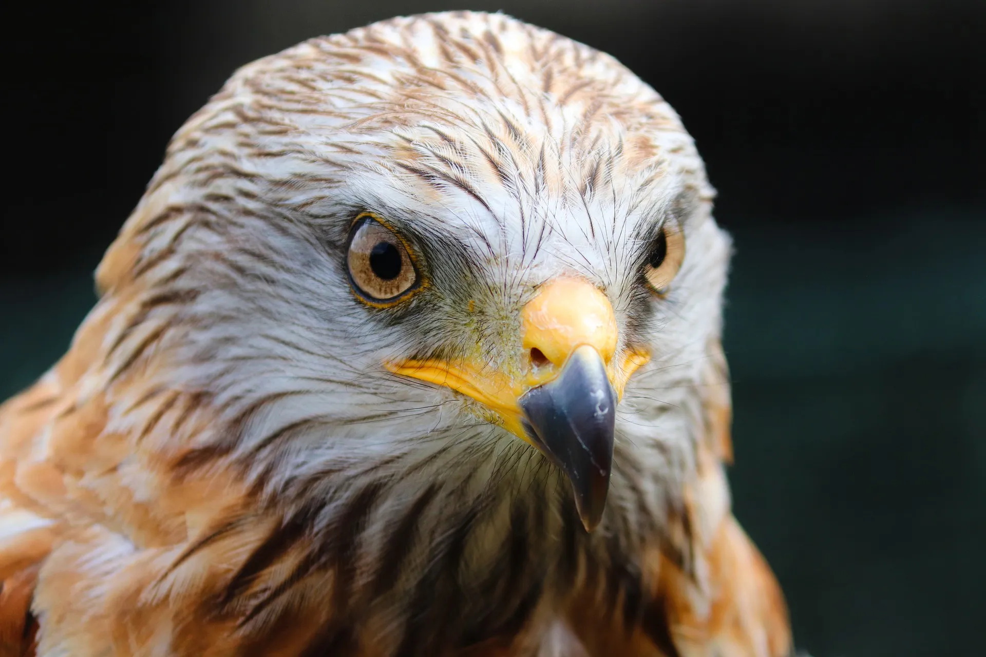 buzzard 5501613 1920