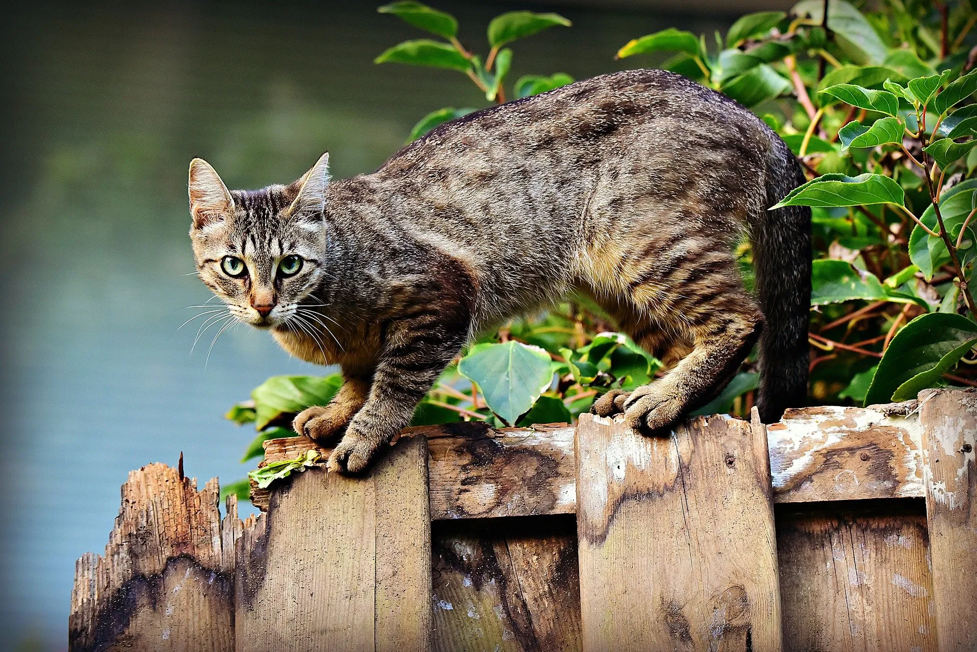 cat 3846780 1920