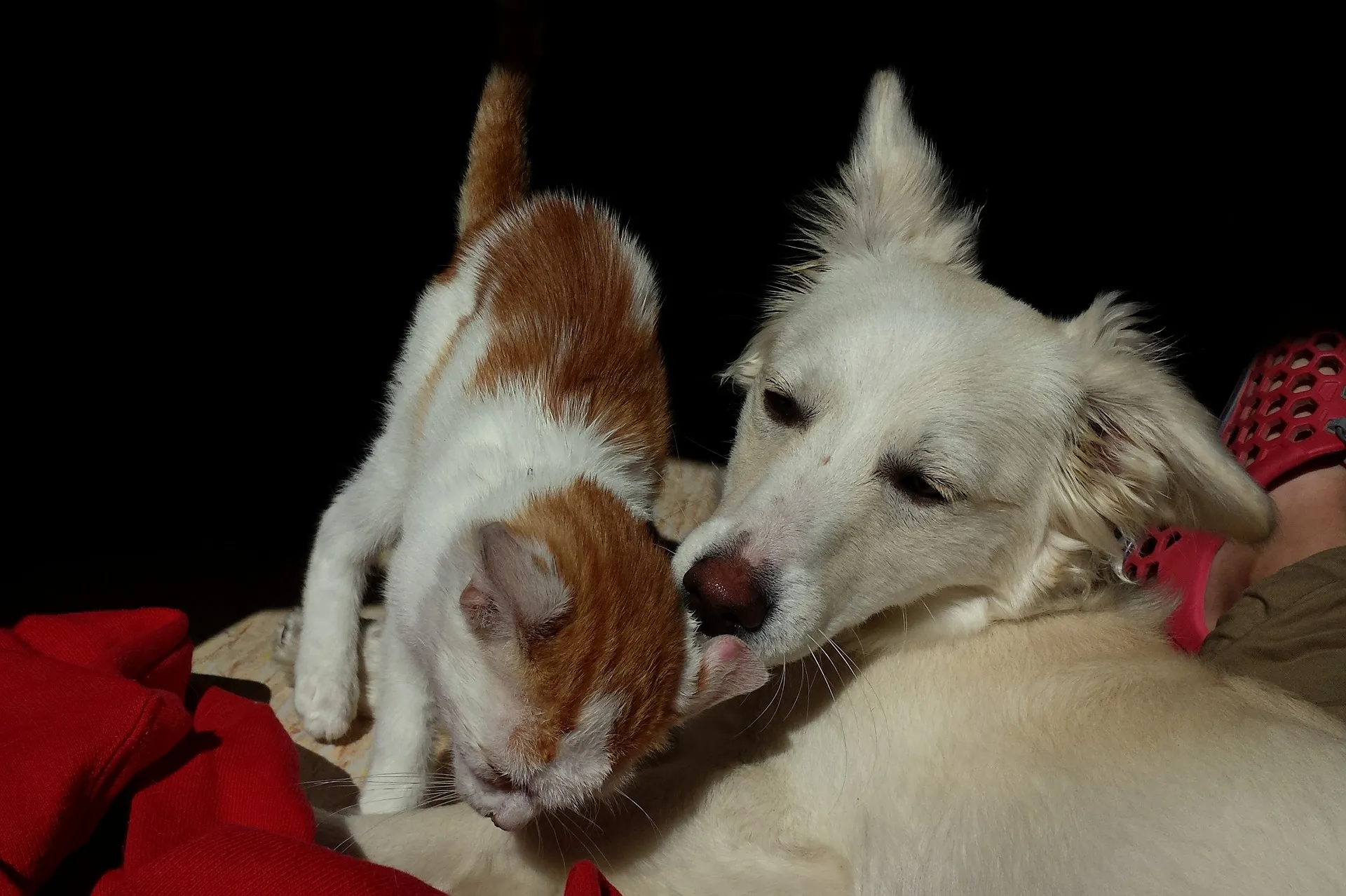 cat and dog 493633 1920
