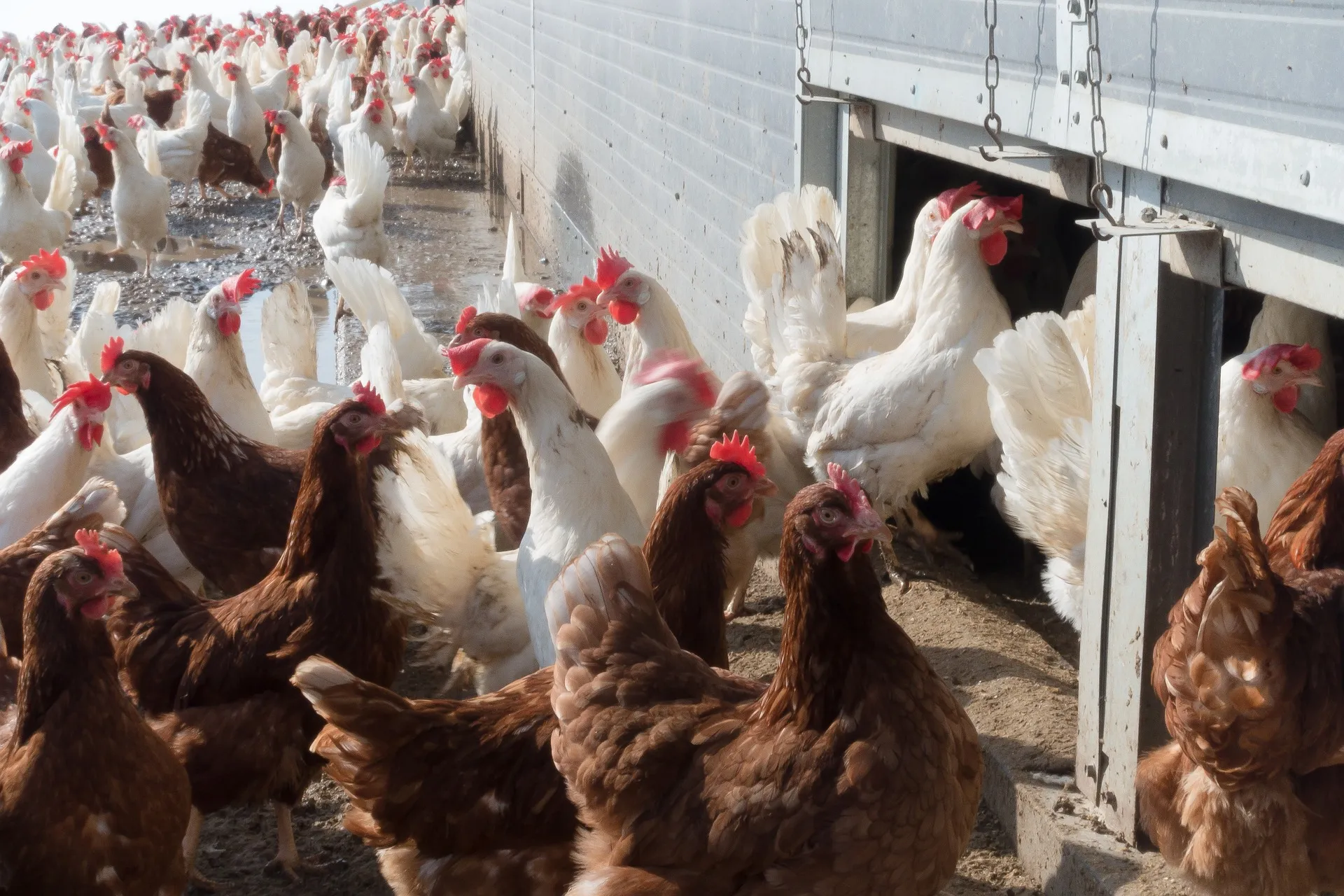 chicken 1230969 1920