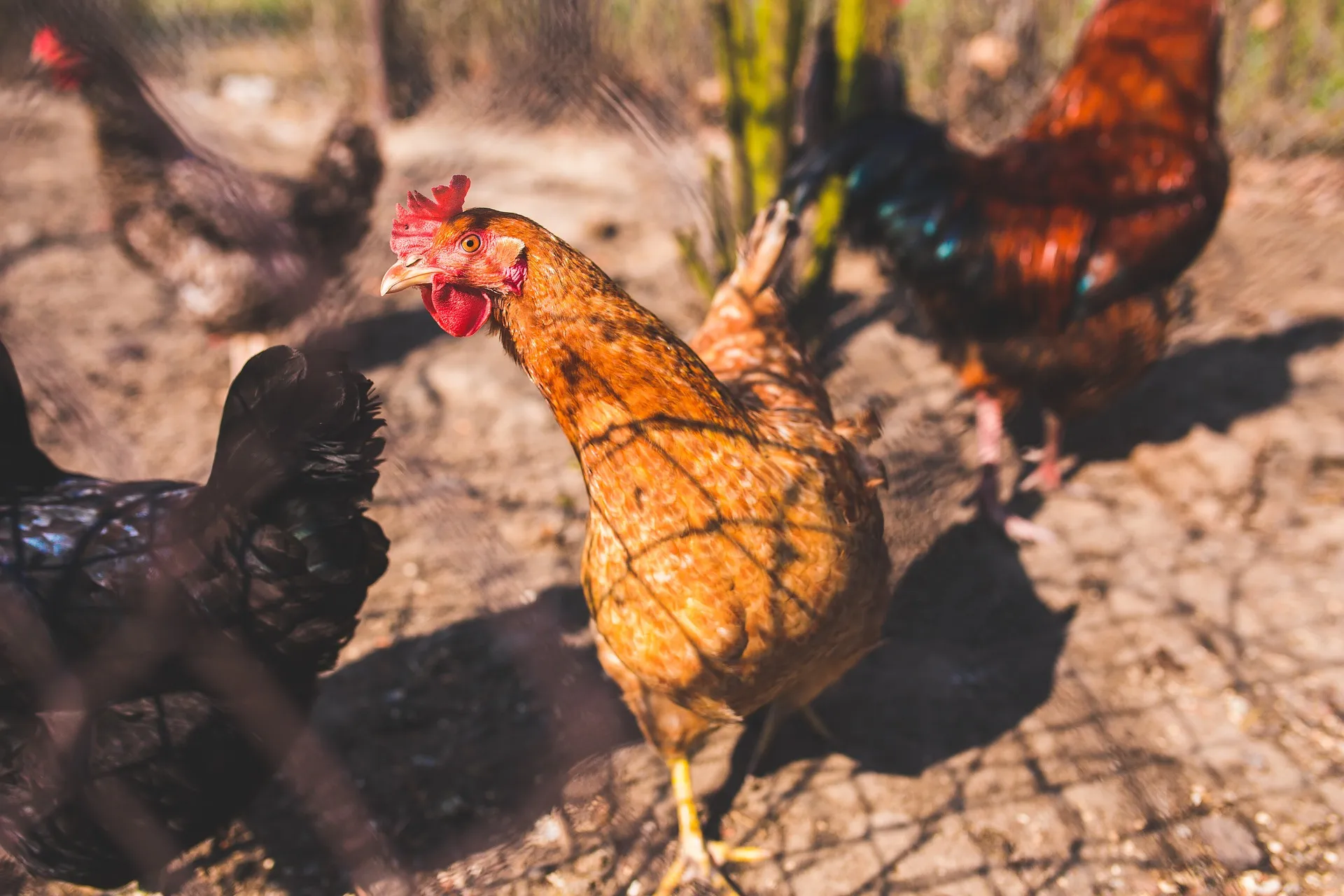 chicken 791138 1920