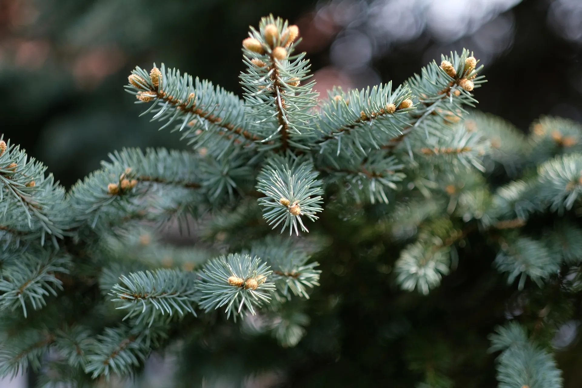christmas tree 1828525 1920