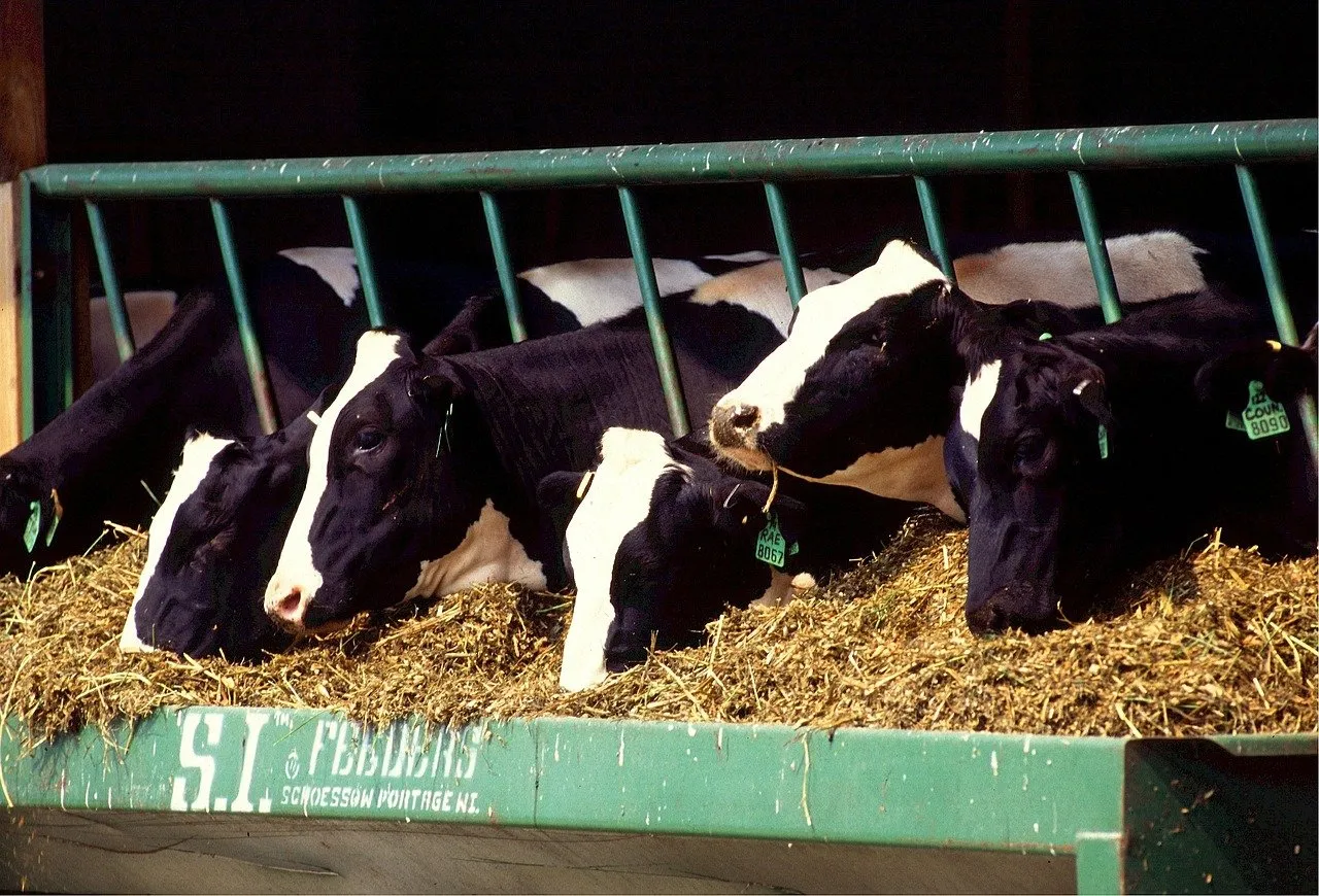 cows 526771 1280