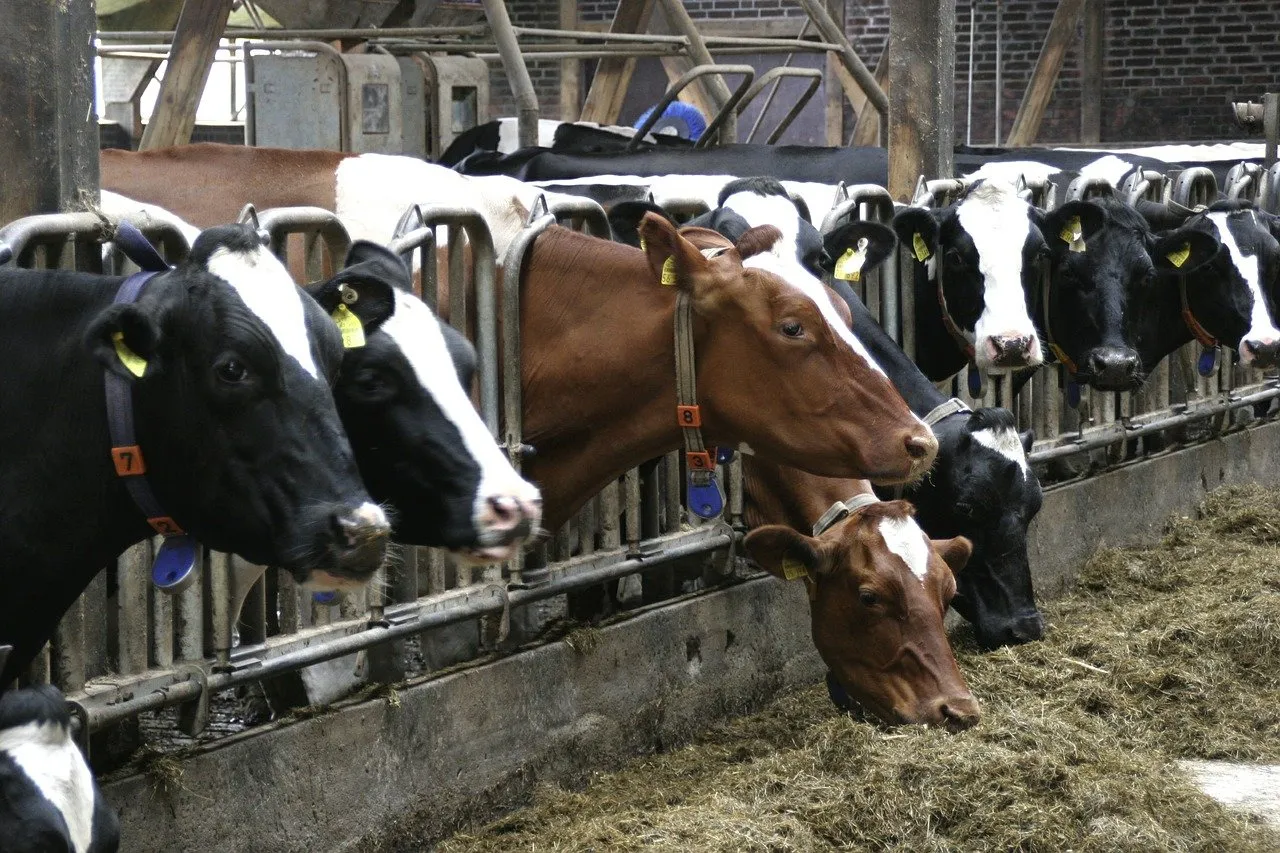 cows 552946 1280