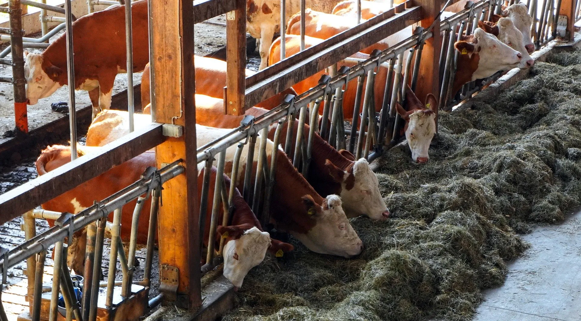 cowshed 4464199 1920