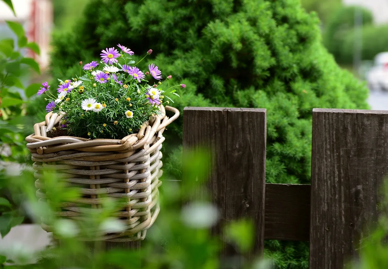 daisies g0e6a5151b 1280