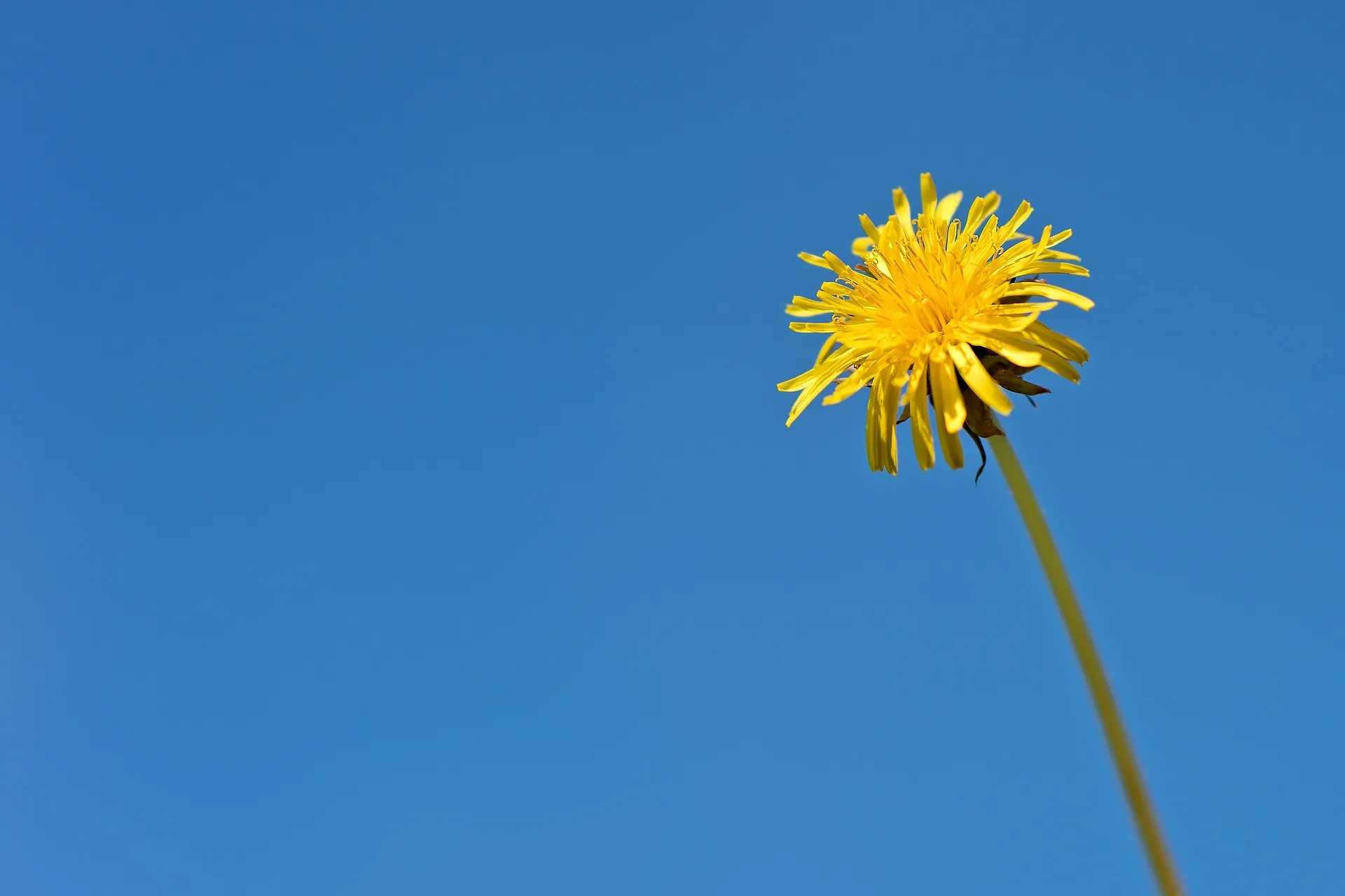dandelion g9d6b7bdc1 1920