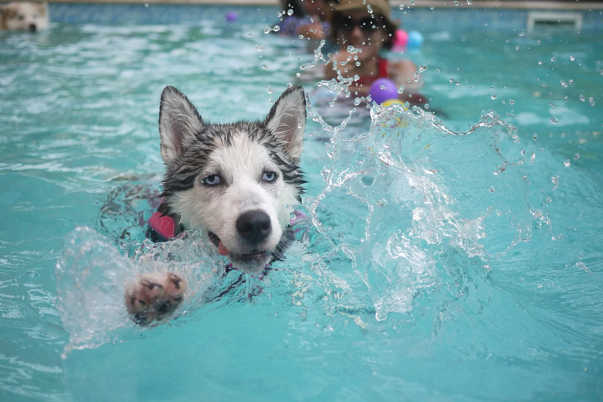 dog 168815 1920