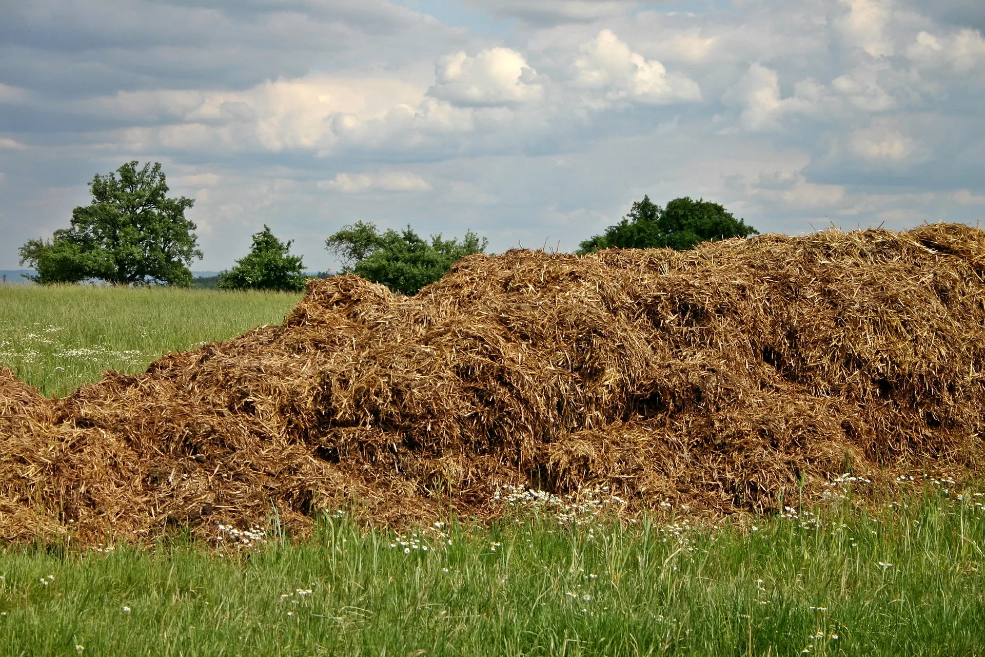 dung 500353 1920