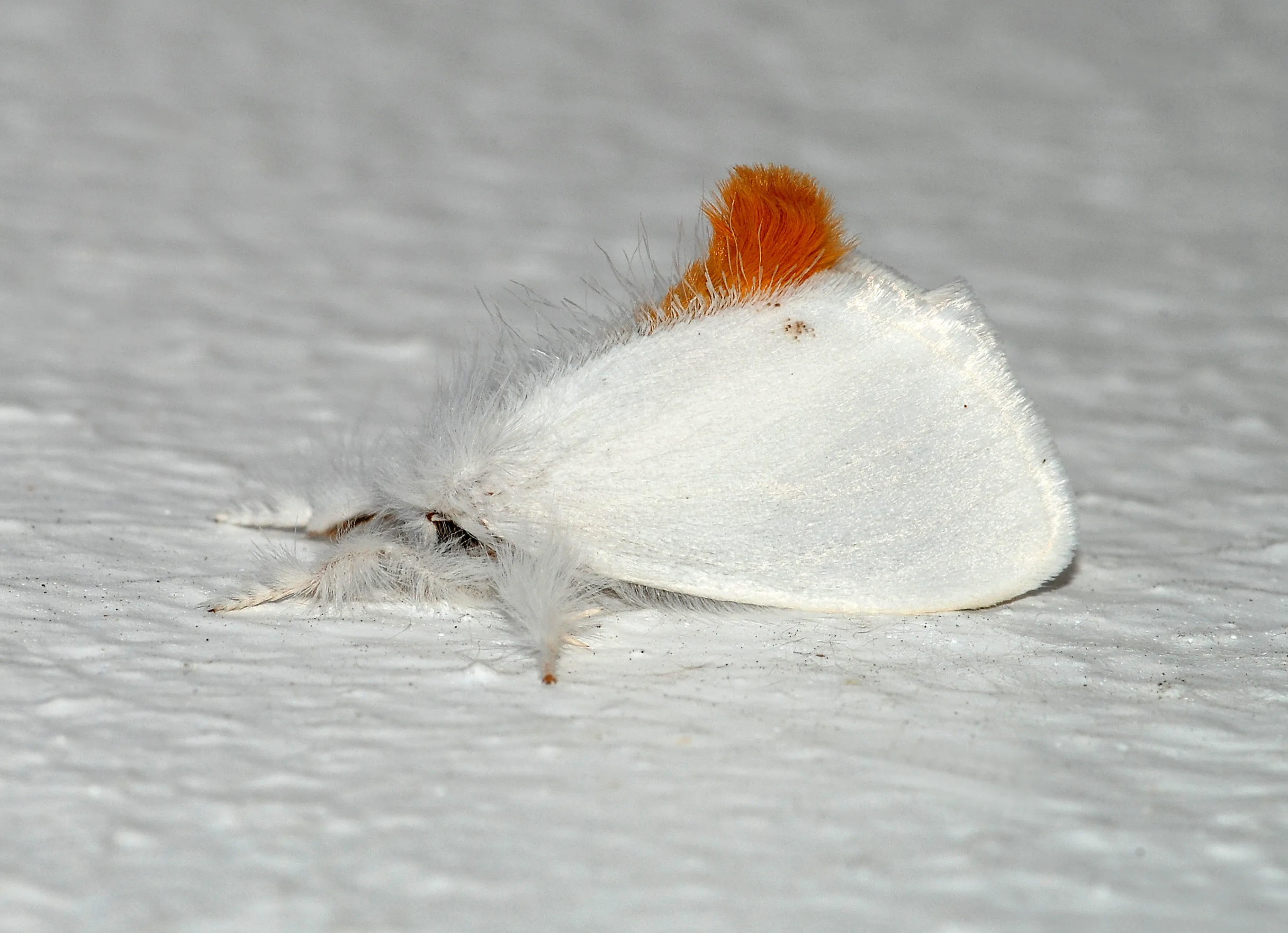 euproctis chrysorrhoea linnaeus 1758