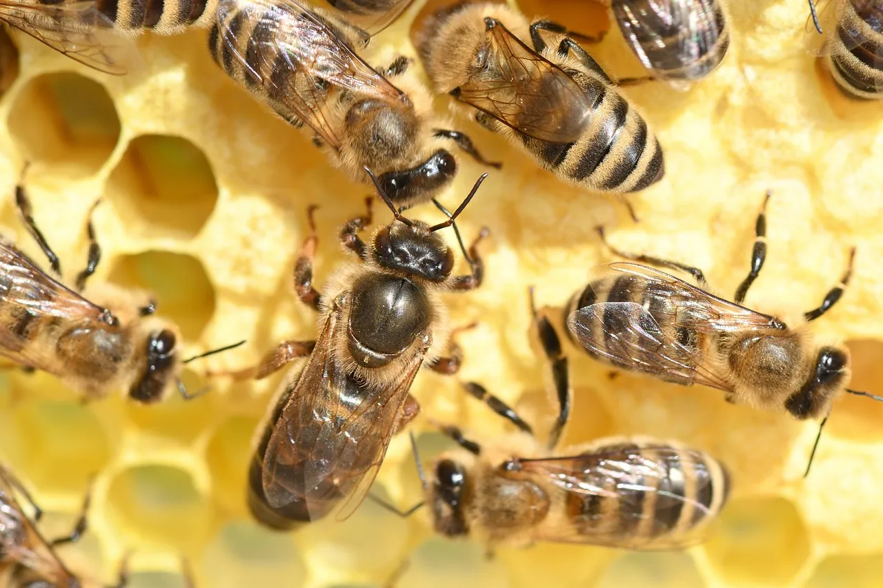 european honey bees 7320796 1280