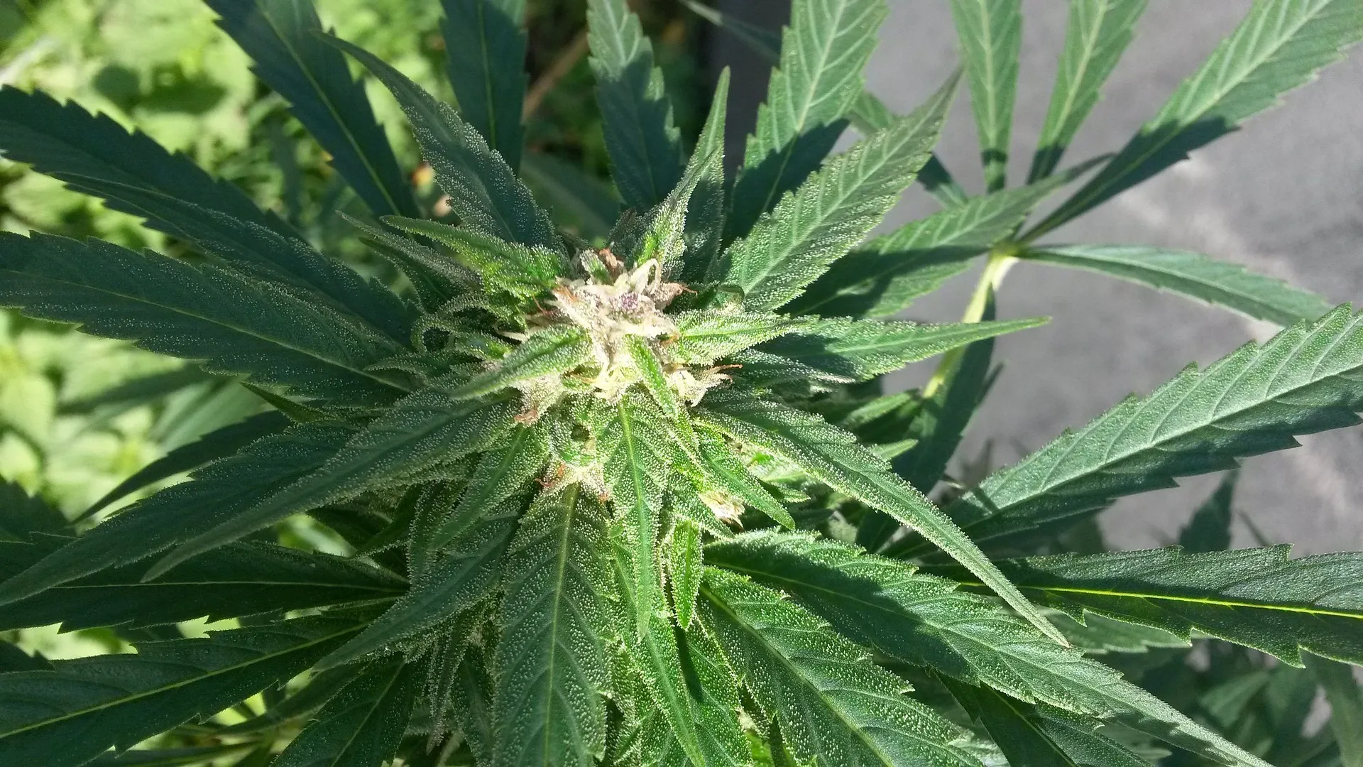 flower 654075 1920