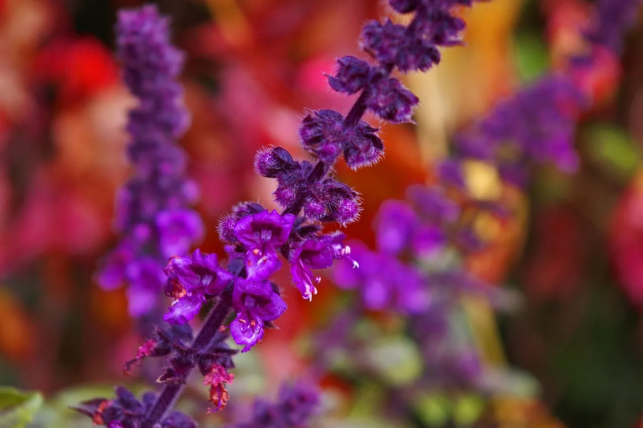 flowering basil 2887355 1280
