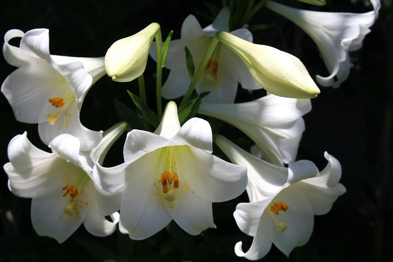 flowers 1127240 1280