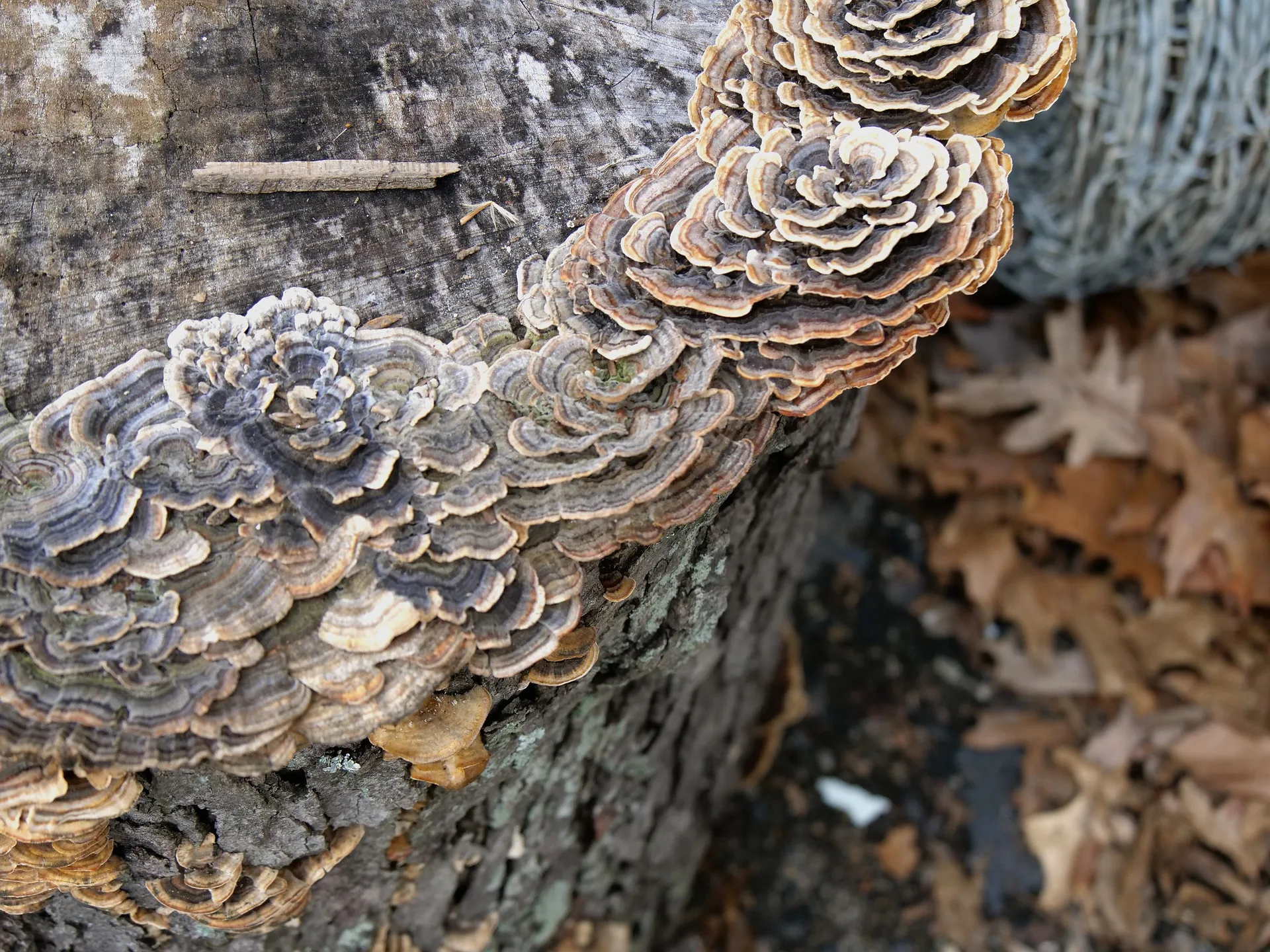 fungi 3596424 1920
