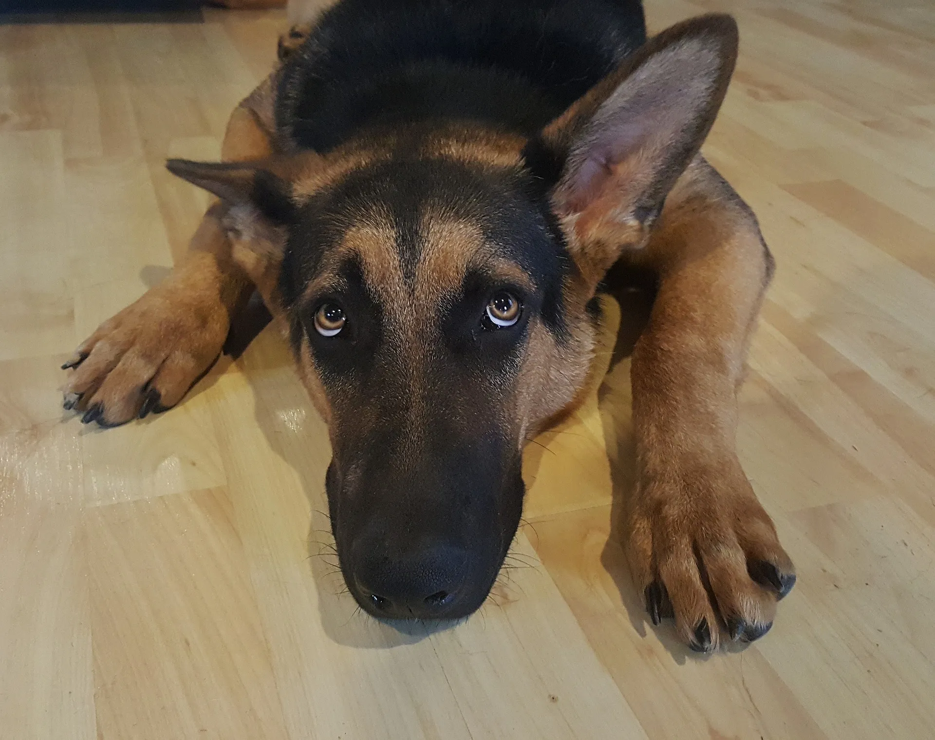 german shepherd 1418330 1920