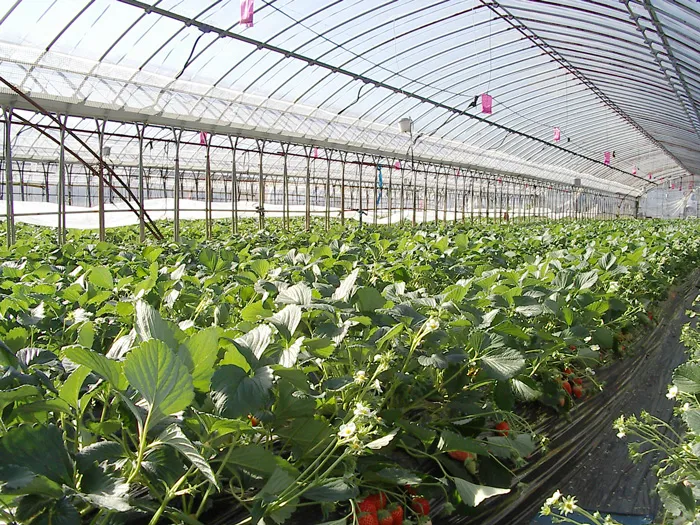 greenhouse for strawberry