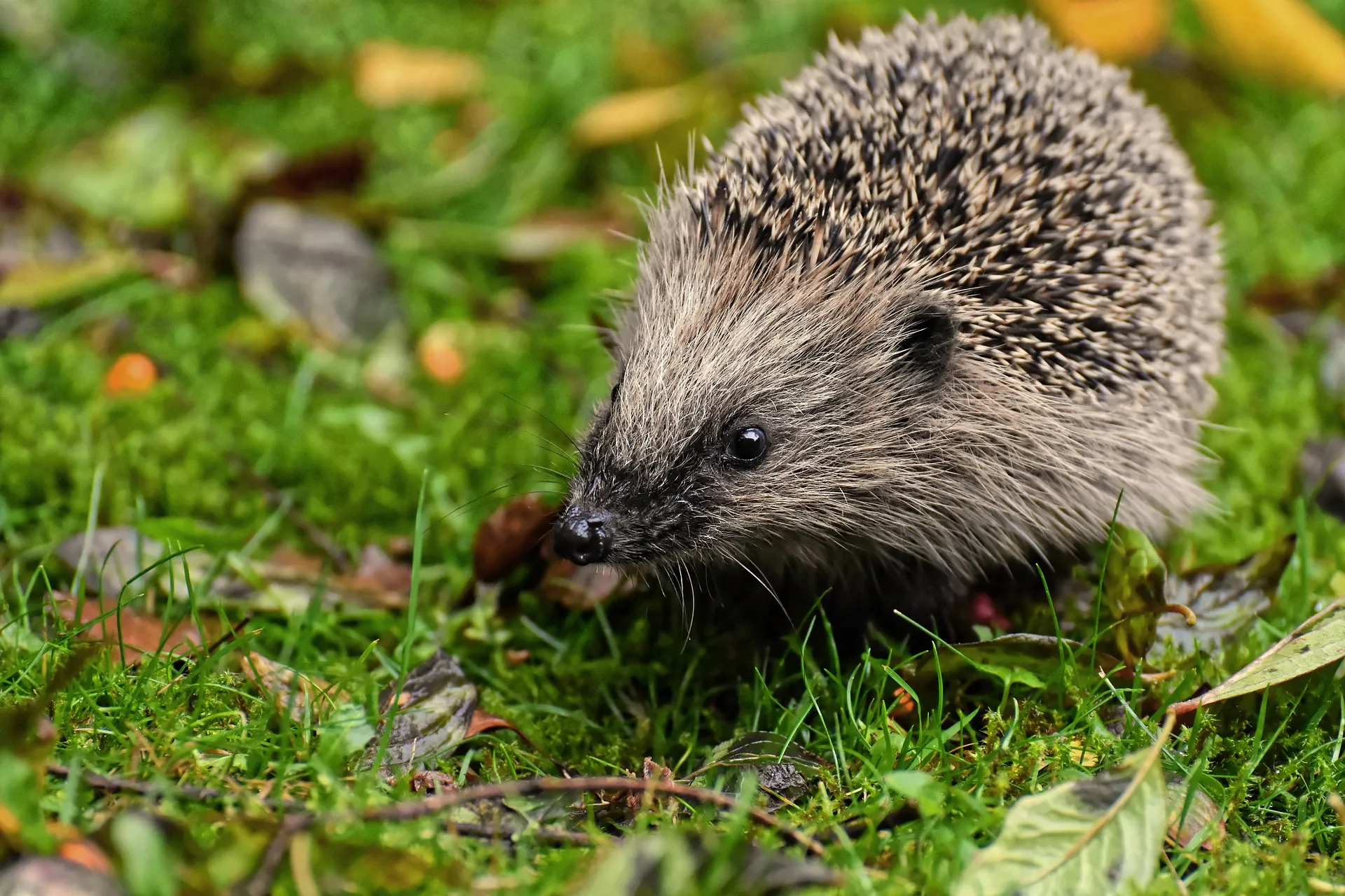 hedgehog 4397351 1920