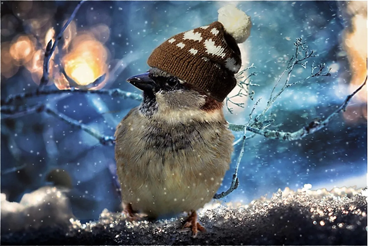 help de vogels