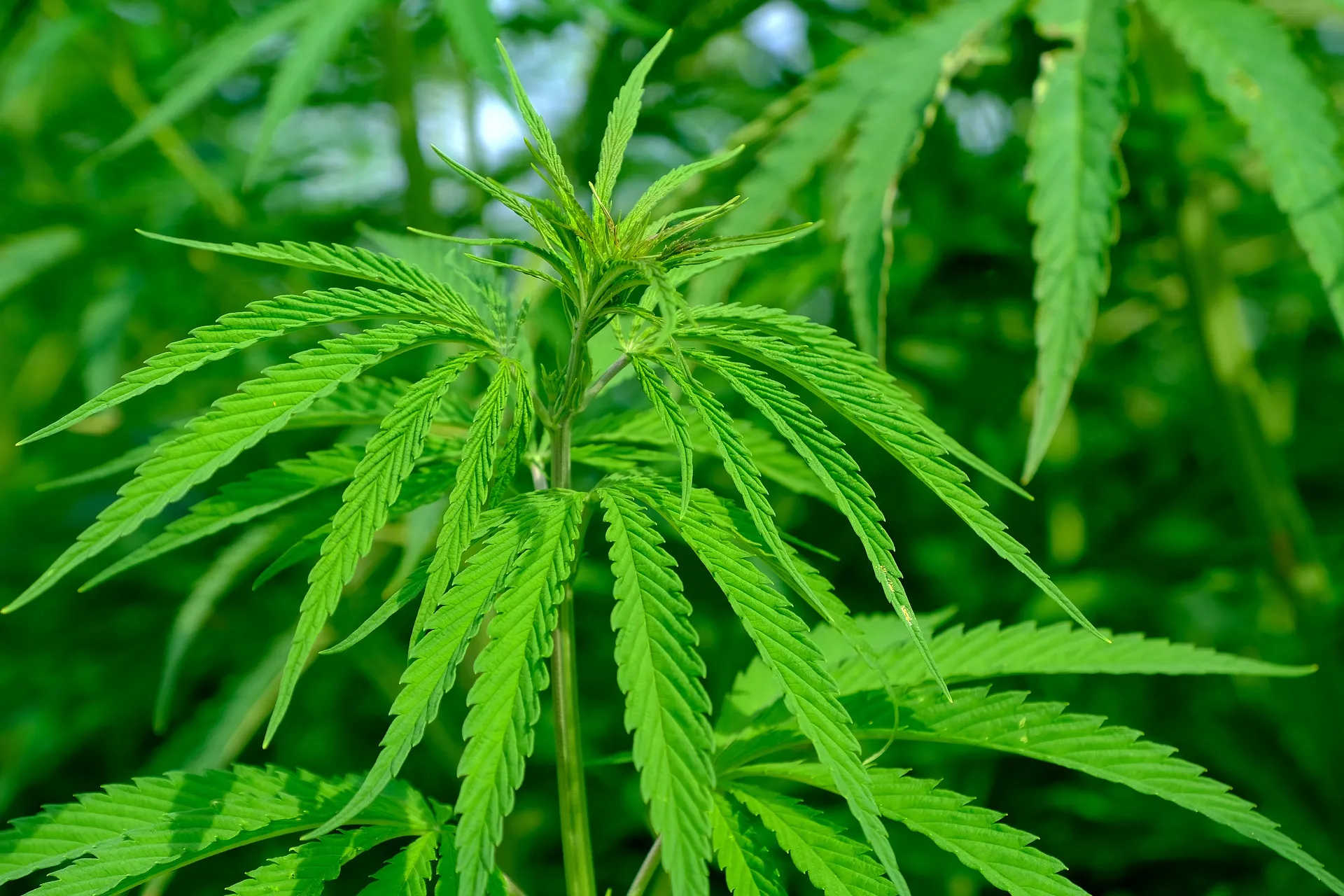 hemp 4354389 1920