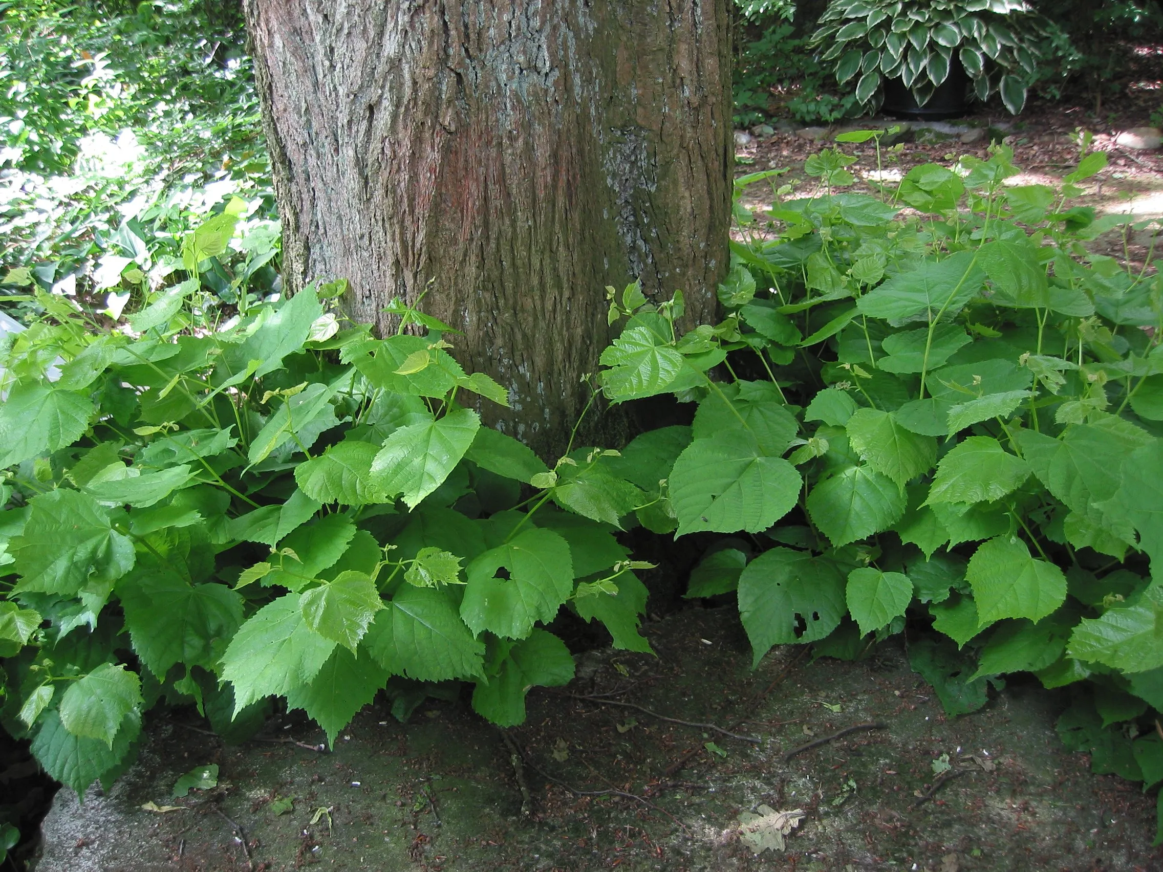 hollandse linde opslag tilia europaea