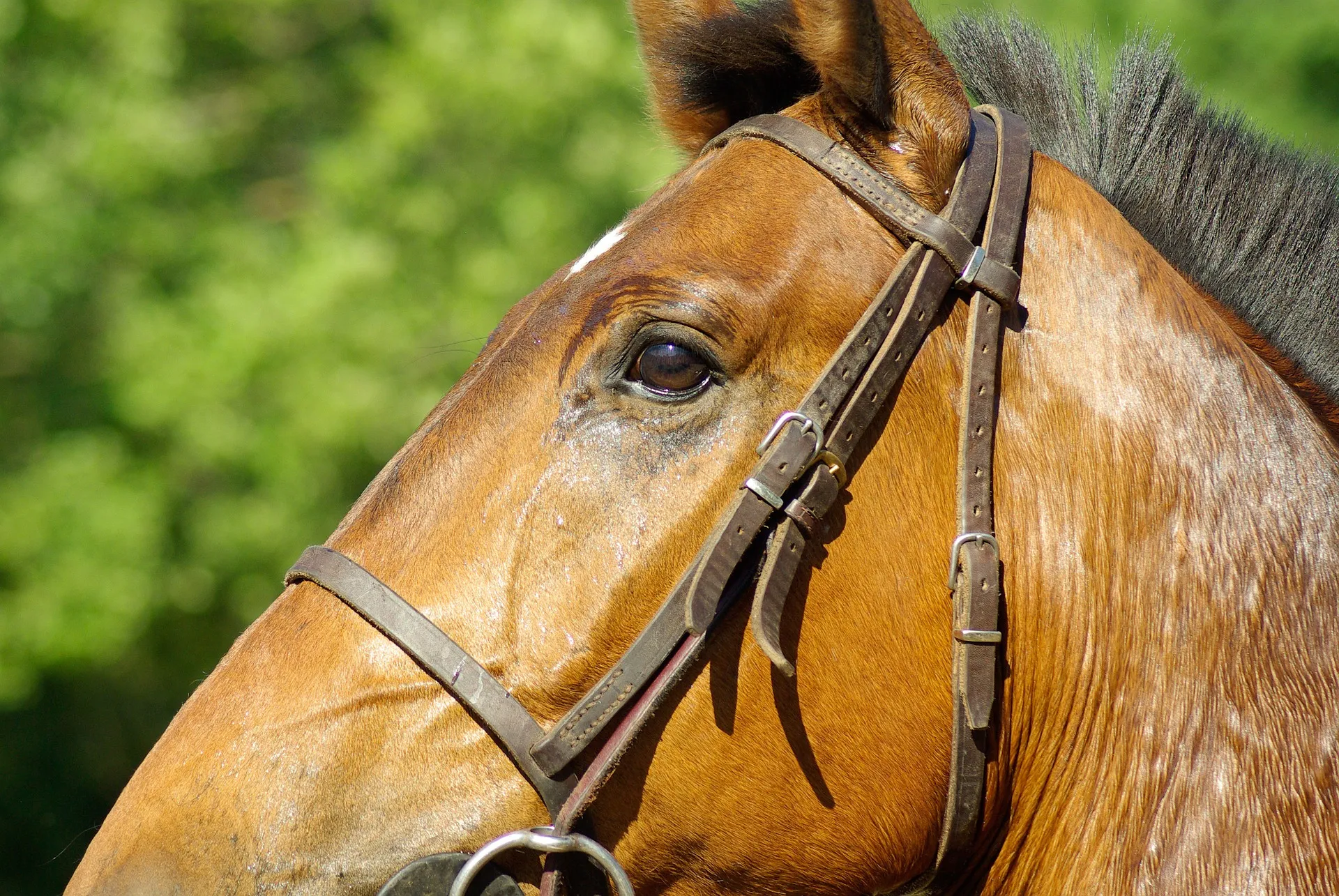 horse 800851 1920