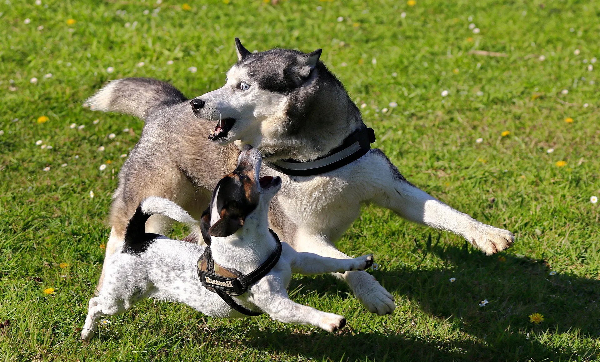 husky 5037955 1920