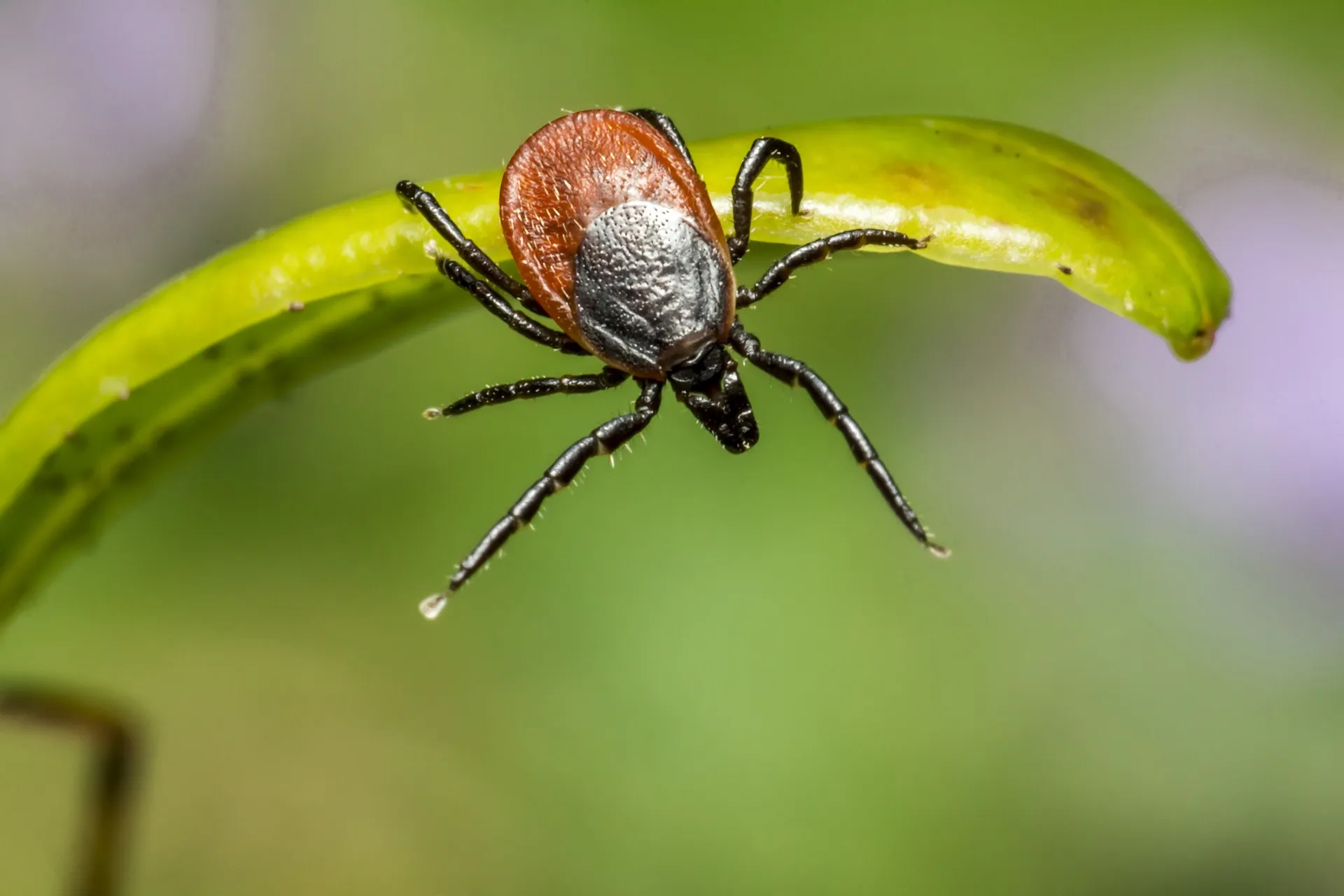 ixodes ricinus 4858026 1920