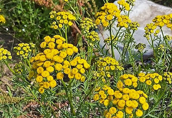 kroetwes 1