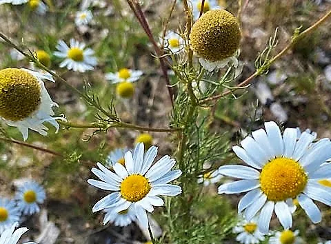 kroetwes
