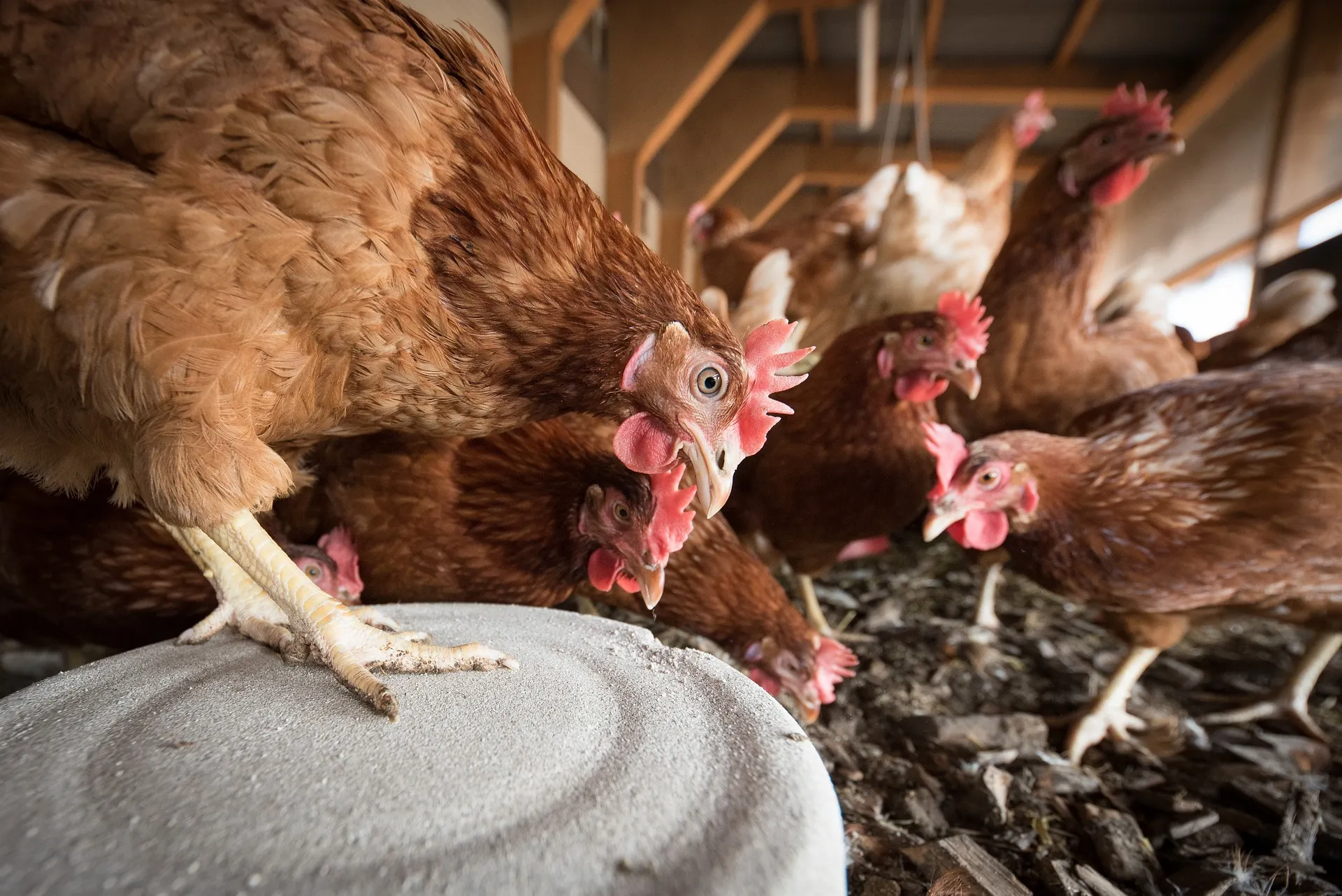 laying hens ge8ddab798 1920